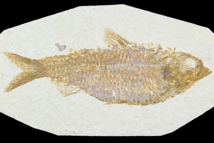 Detailed Fossil Fish (Knightia) - Wyoming #104184
